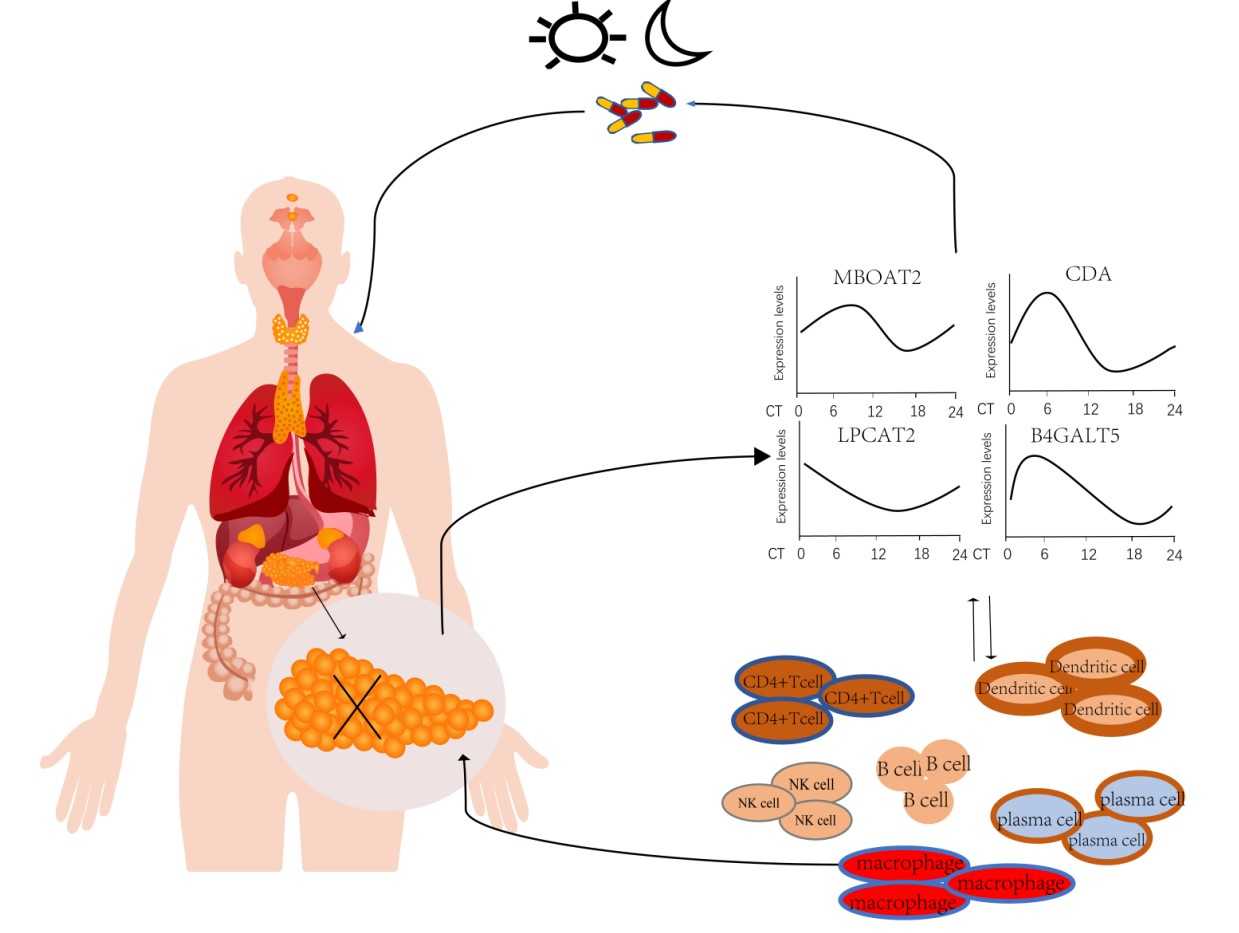 A schematic diagram of the effects and prognostic values of circadian genes.jpg